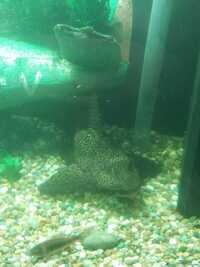 Adult Common Pleco - Free to good home