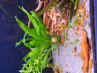 Looking for Super Red Long finned females BN plecs