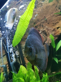 Adult discus and 6 month old lemon discus
