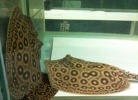 Male and female fresh water stingrays for sale.
