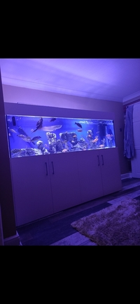 Large 7ft custom made fish tank