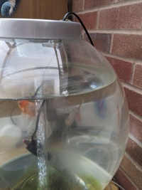 BiOrb 60 litre tank with 1 gold fish