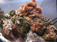 FULL MARINE SET UP low maintenance very cheap
