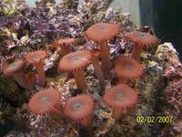 FULL MARINE SET UP low maintenance very cheap