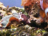 FULL MARINE SET UP low maintenance very cheap