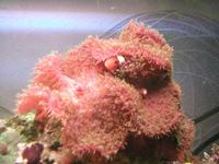 FULL MARINE SET UP low maintenance very cheap