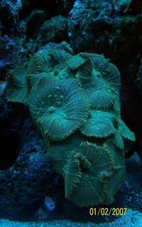 FULL MARINE SET UP low maintenance very cheap