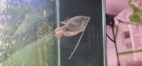 Red tail giant gourami 5/6 inches.
