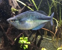 XL Rainbowfish