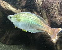 XL Rainbowfish