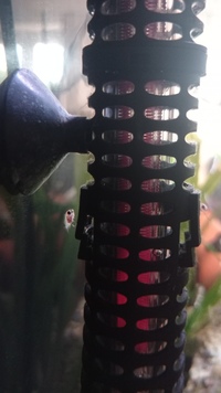 Pink convict cichlids