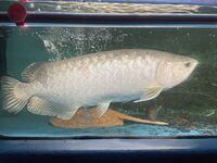SOLD - datnoid, ray, nile perch SUPER RARE BATIK AROWANA (Scleropages inscriptus) ONLY 1 IN UK FOR SALE