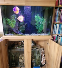 3ft Aquarium and cabinet with sump full set up £175 the lot