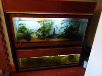 Full set-up, 2 x 5 foot tanks in unit with fish, plants and equipment £100 Castleford West Yorkshire