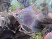 Angel Fish 8 months old