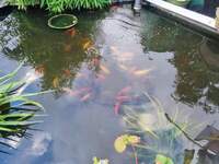 BARGAIN pond fish