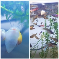20x Guppies for £15 with free Apple Snails to give away