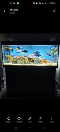 Juwel 240 Aquarium with Fluval FX6 Filter.. Fish & Ornament Included £350