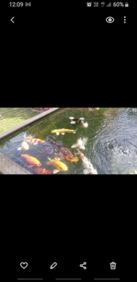 Many Large koi for sale.. West Somerset