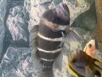 HUMPHEAD FRONTOSA CICHLID FISH FOR SALE  