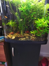 94L complete planted tank £90