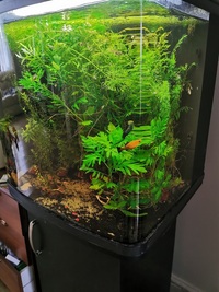 94L complete planted tank £90