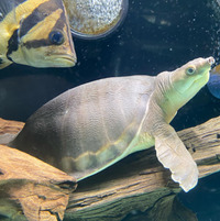 FLY RIVER TURTLE FOR SALE (BLACKPOOL)