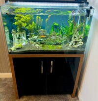 Tropical fish tank for sale