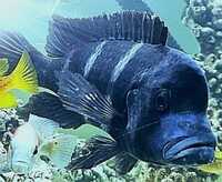 Blue frontosa for sale