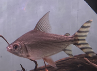 2x yellow flag tail Barb,£25 each or both for £40