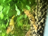 Black Bee and Taiwan Tiger Shrimps for sale