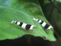 Black Bee and Taiwan Tiger Shrimps for sale