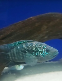 Tropical Fish JD polar blues