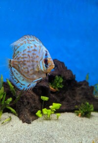 10 Stendker Discus for tropical fish tank aquarium