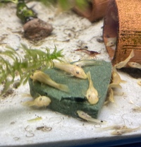 Young bristlenose pleco, snow whites and lemons still available