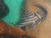 zebra plecostomus