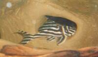 Zebra Pleco (L046)