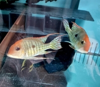 Geophagus Tapojas red heads