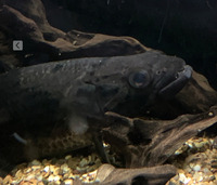Aimera wolfish