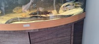 20 inches swamp eel and false giraffe catfish