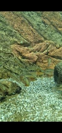 Flowerhorn Baby Fry Fish