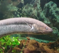 South American Lung fish 32 inch £100