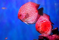 Discus Show Tanks x 2 - Stunning Aquariums with 25 Beautiful Discus