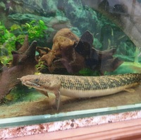 17 inches Tuegelsi Bichir for sale £60