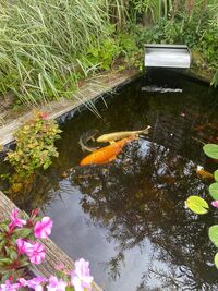 Koi carp, Fan tails and Orfs for sale