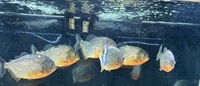 7 Large Red Bellied Piranha