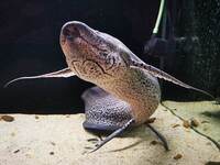 50 inch African Lungfish  Protopterus Annectens  free to a good home.