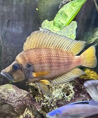 SOLD - Altolamprologus Compressiceps Gold Head x3 for £25
