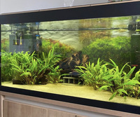 Cryptocoryne Tropical Fish tank Aquarium plants - snail free
