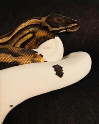 Pied royal python and viv forsale